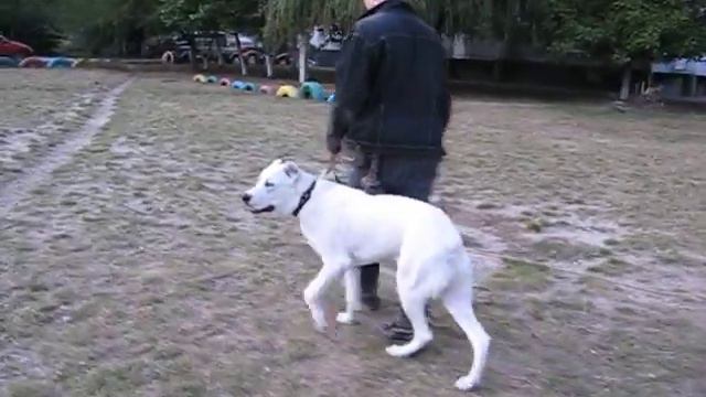 АЛАБАЙ Команда "Рядом" в движении.AVI смотреть онлайн