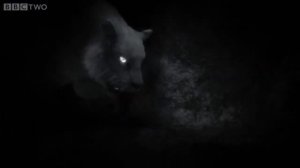 Пещерный медведь против перщерного льва( реальный бой)