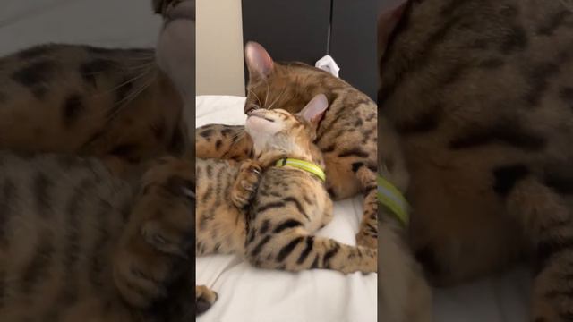 Cat Lovers, loving cats, cats in Love. lovers, Bengal, Savannah,