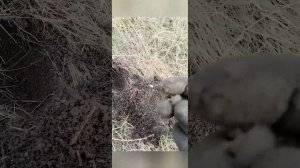 поиск с металоискателем #1