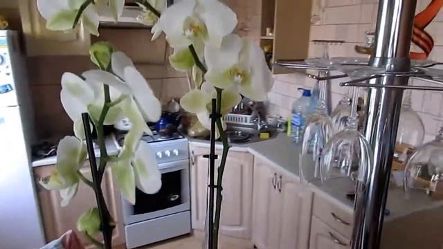 Краткий обзор цветка орхидея смотреть онлайн