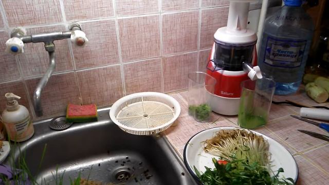 Зеленые соки из травы проростков пшеницы (витграсс) и маша (машграсс). Первые опыты.