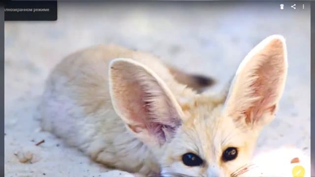 Новая оска наоки фенек смотреть онлайн