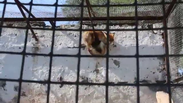 Лиса смотреть онлайн