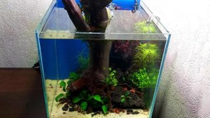 Запуск нано аквариума-инсулариума. Часть 2. Посадка растений. Оборудование. Первые гидробионты.