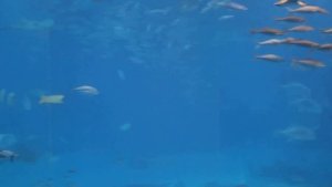 Китовые акулы - Океанариум Окинава Тюрауми