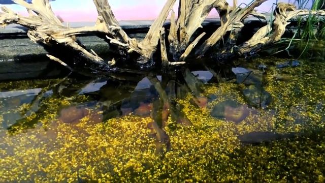 Аквариумы большого размера смотреть онлайн