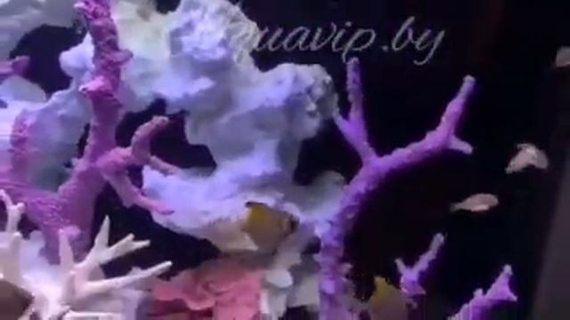 Псевдоморе. Монодактил Аргентус Желтоплавничный. Рыба Ангел.