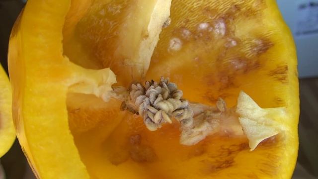 ГНИЛОЙ ПЕРЕЦ! Как выбирать сладкий болгарский перец? смотреть онлайн