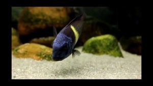 Трофеусы Tropheus duboisi Maswa
