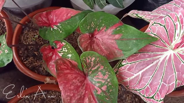 Erlin Ann Ad settings My beautiful Giant Variegated Alocasia (Macrorrhiza Variegata) смотреть онлайн