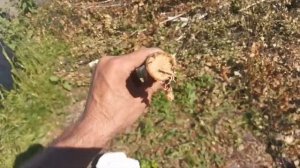 Видеоотчет покупателя о работе садового измельчителя "Дровосек" мод. МР300 (бензиновый двигатель)