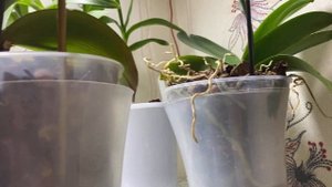 Большой ОБЗОР домашних цветущих ОРХИДЕЙ /  ОРХОМАНИЯ Ssirop4ika