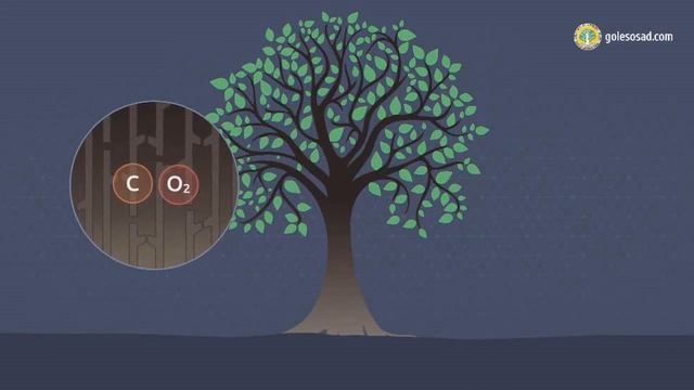 Нам нужно посадить 2 млрд ГА лесов, чтобы спасти планету! Питер Хофф. смотреть онлайн