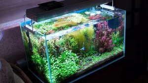 Скорость роста аквариумных растений и что на это влияет