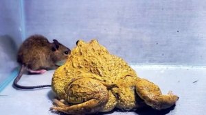 ЧТО БУДЕТ ЕСЛИ ХИЩНАЯ ЛЯГУШКА БЫК УВИДИТ МЫШЬ?