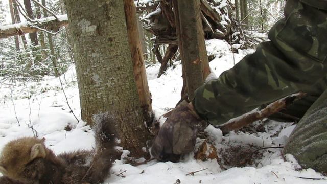 Осенний промысел. Проверка путика. смотреть онлайн
