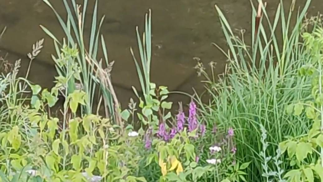 город #стерлитамак . Август 2022г. #набережная По берегу реки Стерли. смотреть онлайн