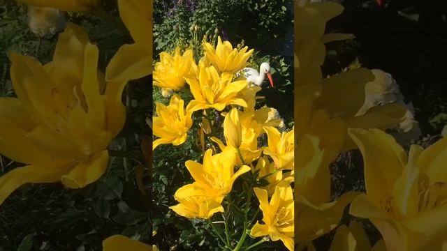 Махровые восточные лилии!!! смотреть онлайн