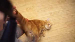 Как понять что у котенка рахит?