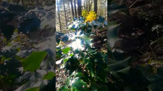 Oregon Grape / Mahonia aquifolium basics смотреть онлайн