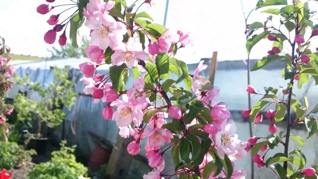 Райская яблоня  ВАН ЭСЕЛТИНЕ смотреть онлайн