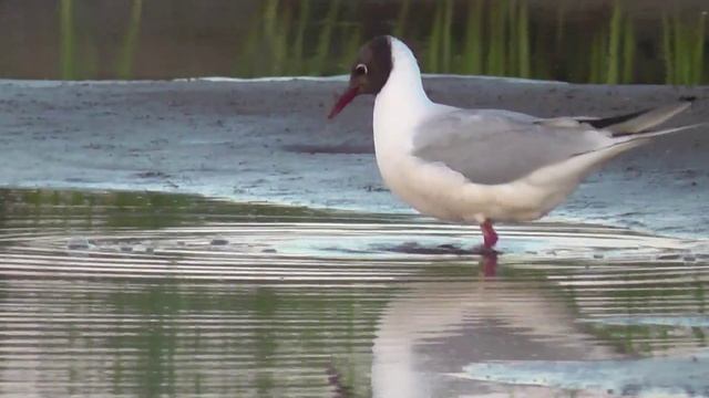 Красивая.mp4