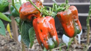 Выбираем СЛАДКИЕ и УРОЖАЙНЫЕ сорта ПЕРЦА! Советы от ЗЕЛЕНОГО ОГОРОДА!