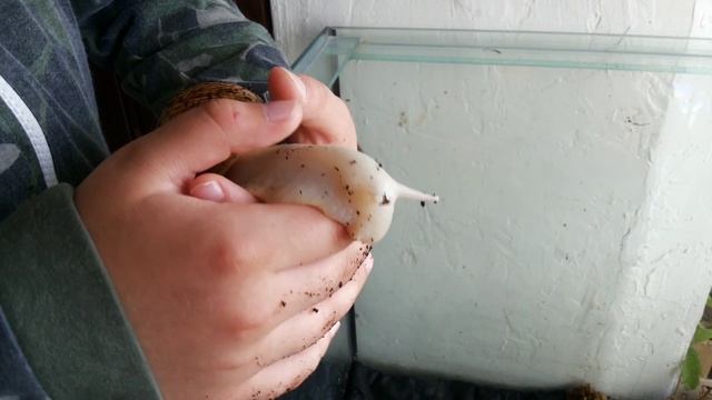 Аквариум смотреть онлайн