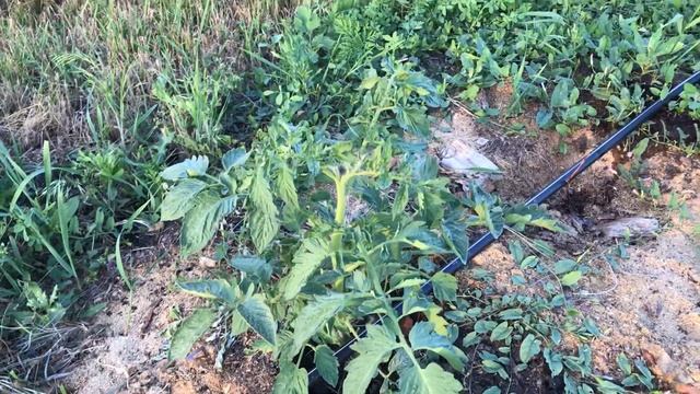 Посадка томатов между ежевикой. смотреть онлайн