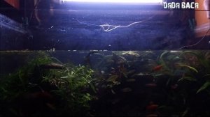 УДАЛЕНИЕ СОЛЕЙ ЖЕСТКОСТИ И ИЗВЕСТКОВОГО НАЛЕТА НА СТЕКЛАХ АКВАРИУМА, ПРИ ПОМОЩИ УКСУСА!