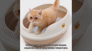 Понос у котенка: что делать и как лечить в домашних условиях
