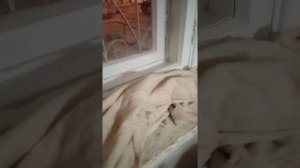 реставрация деревянных окон  в домашних условиях