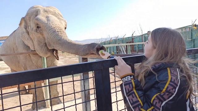 Парк Львов ТАЙГАН в ноябре 2022 ❤ Встретила Олега Зубкова смотреть онлайн