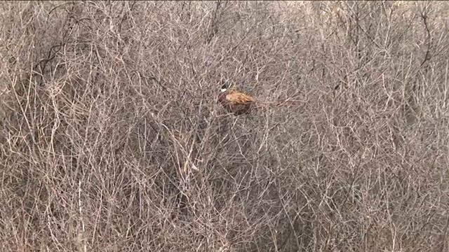 Купили та випустили у дику природу: мисливці підтримують популяцію фазанів смотреть онлайн