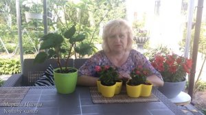 Бегония вечноцветущая . Выращивание . Болезни .