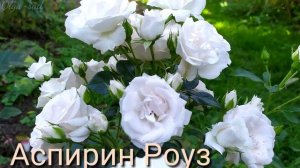 Розы Флорибунда.Топ 10 сортов.?Лето 2019 г.