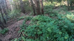 Грибная обстановка в Ростовской области