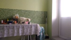 Как отучить кота лазить на стол