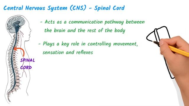 Central Nervous System vs Peripheral Nervous System | CNS & PNS Structure and Function