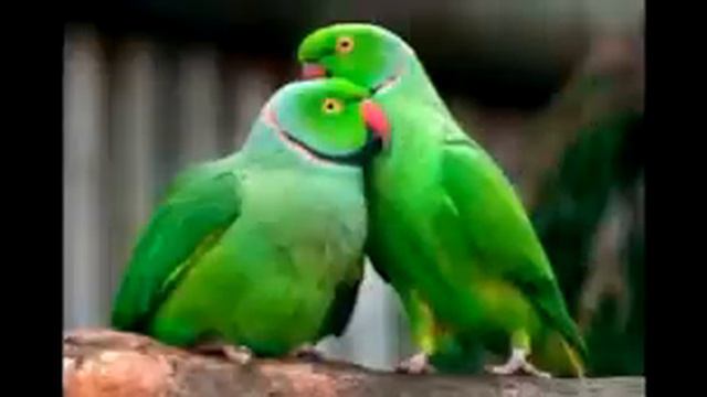 папугаи смотреть онлайн