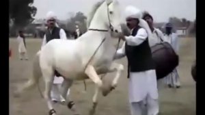 Лезгинка   танцующие лошади — Яндекс Видео