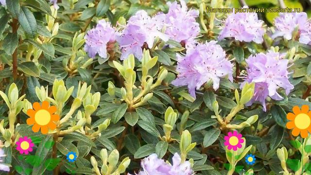 Рододендрон гибридный Селект. Краткий обзор, описание характеристик rhododendron Select