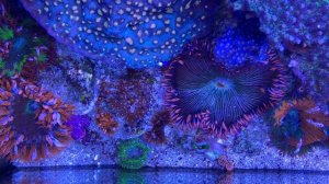 Rock Flower Anemones / Phymanthus  crucifer my babies feeding / eating. Accelerate 8 times  2020