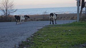 Корова Переходит Дорогу