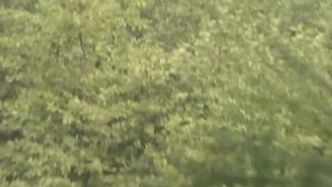 Кедр. Как сбивать кедровую шишку