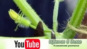 Зачем и когда нужно обрезать растения?  Правильная обрезка растений.