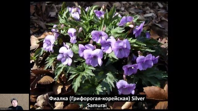 Такие разные фиалки! Обзор 4 сортов.