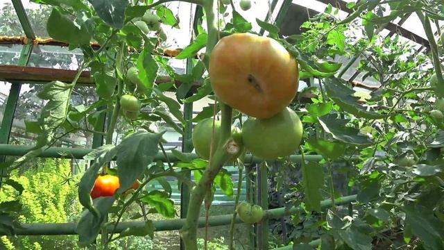 Обзор крупноплодных томатов смотреть онлайн