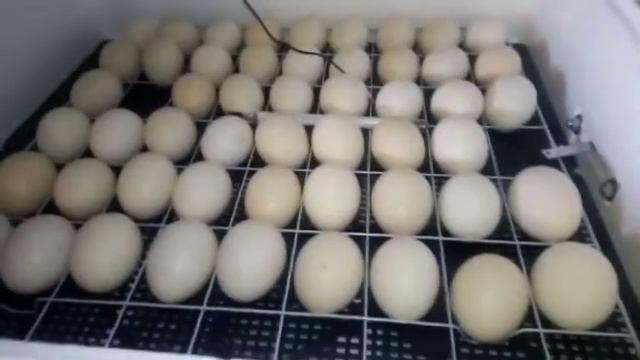 Инкубация росс 308 Венгрия. Результат первого овоскопирования.